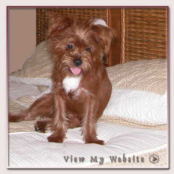Pets Website